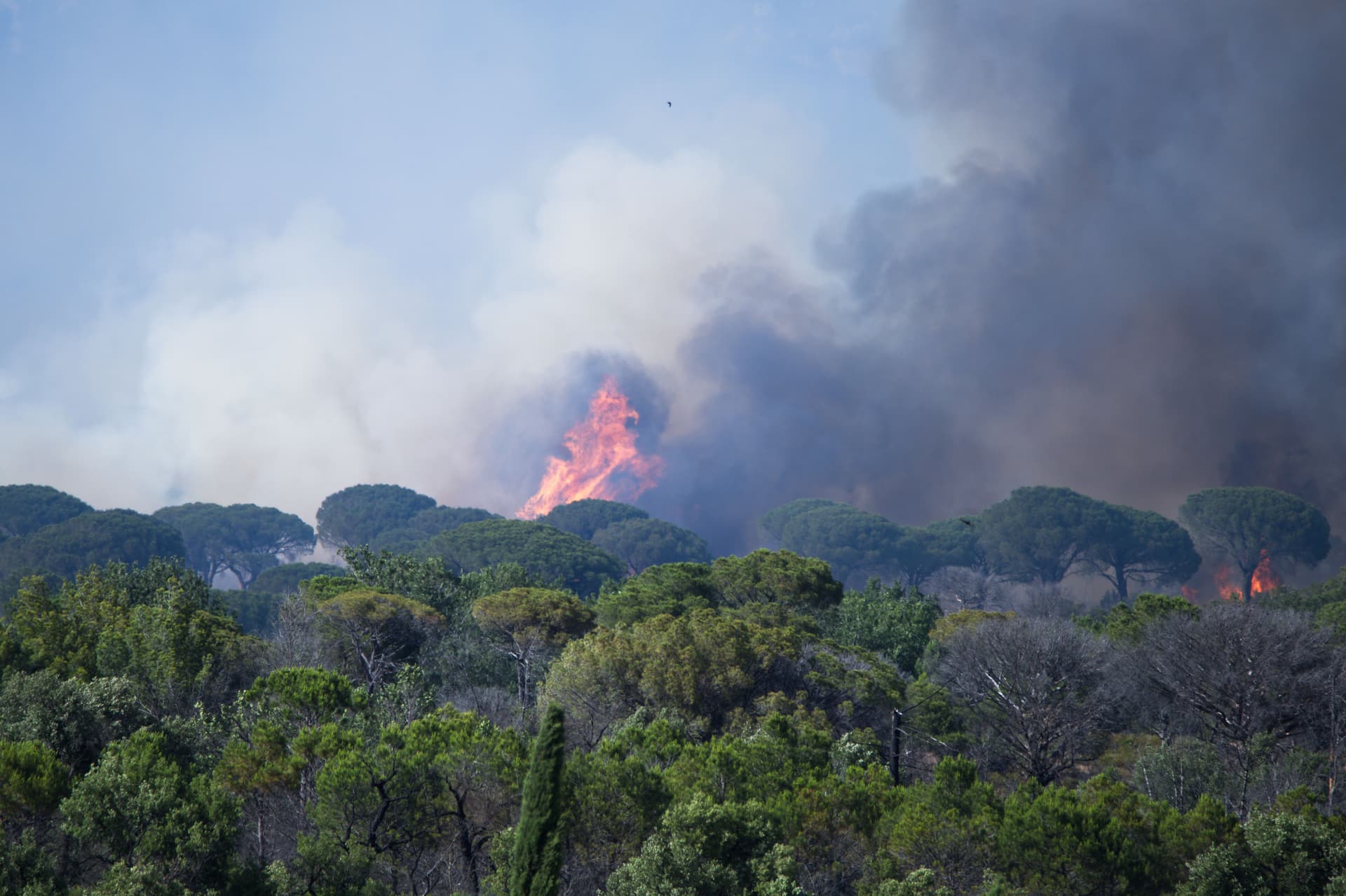 Incendies : sauvons la forêt française